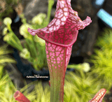TRUMPET PITCHER: Sarracenia Juthatip Soper (Special Hybrid) for sale | Buy carnivorous plants and seeds online @ South Africa's leading online plant nursery, Cultivo Carnivores