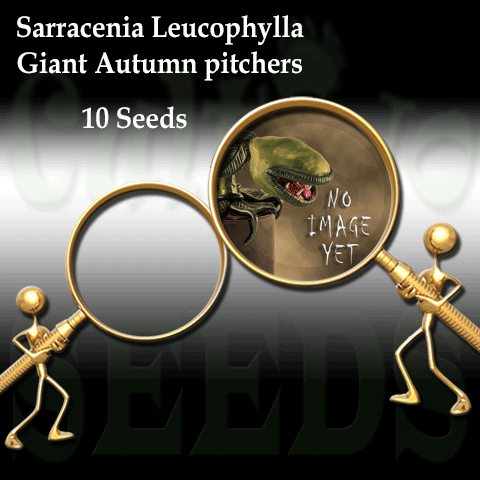 SEEDS: Trumpet Pitcher > Sarracenia Leucophylla (Giant Autumn Pitchers) for sale | Buy carnivorous plants and seeds online @ South Africa's leading online plant nursery, Cultivo Carnivores