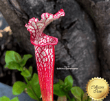 TRUMPET PITCHER: Sarracenia Leucophylla loc Seminole state forest, Florida USA (Seedgrown) for sale | Buy carnivorous plants and seeds online @ South Africa's leading online plant nursery, Cultivo Carnivores