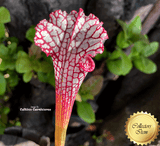 TRUMPET PITCHER: Sarracenia Leucophylla loc Seminole state forest, Florida USA (Seedgrown) for sale | Buy carnivorous plants and seeds online @ South Africa's leading online plant nursery, Cultivo Carnivores
