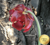 TRUMPET PITCHER: Sarracenia Leucophylla loc Seminole state forest, Florida USA (Seedgrown) for sale | Buy carnivorous plants and seeds online @ South Africa's leading online plant nursery, Cultivo Carnivores