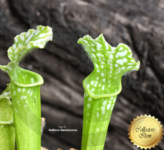 TRUMPET PITCHER:  Sarracenia Leucophylla var viridescens (Seedgrown) SEED: OW12 for sale | Buy carnivorous plants and seeds online @ South Africa's leading online plant nursery, Cultivo Carnivores