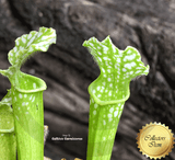TRUMPET PITCHER:  Sarracenia Leucophylla var viridescens (Seedgrown) SEED: OW12 for sale | Buy carnivorous plants and seeds online @ South Africa's leading online plant nursery, Cultivo Carnivores