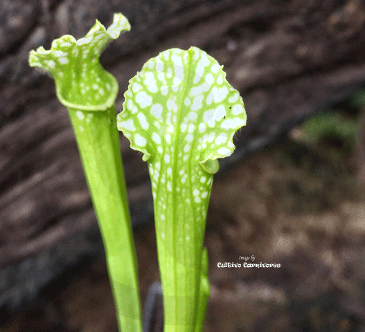 TRUMPET PITCHER:  Sarracenia Leucophylla var viridescens (Seedgrown) SEED: OW12 for sale | Buy carnivorous plants and seeds online @ South Africa's leading online plant nursery, Cultivo Carnivores