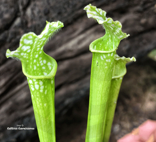 TRUMPET PITCHER:  Sarracenia Leucophylla var viridescens (Seedgrown) SEED: OW12 for sale | Buy carnivorous plants and seeds online @ South Africa's leading online plant nursery, Cultivo Carnivores