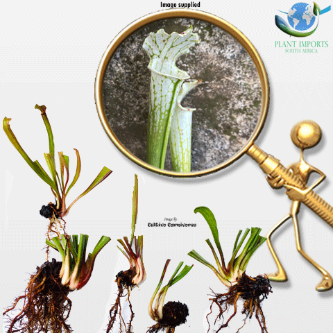Sarracenia Leucophylla var alba - White topped pitcher plant