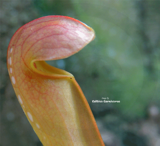 TRUMPET PITCHER:  Sarracenia Minor okefenokeensis giant for sale | Buy carnivorous plants and seeds online @ South Africa's leading online plant nursery, Cultivo Carnivores