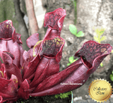 PURPLE PITCHER PLANT: Sarracenia Purpurea ssp. purpurea, Extremely dense form for sale | Buy carnivorous plants and seeds online @ South Africa's leading online plant nursery, Cultivo Carnivores