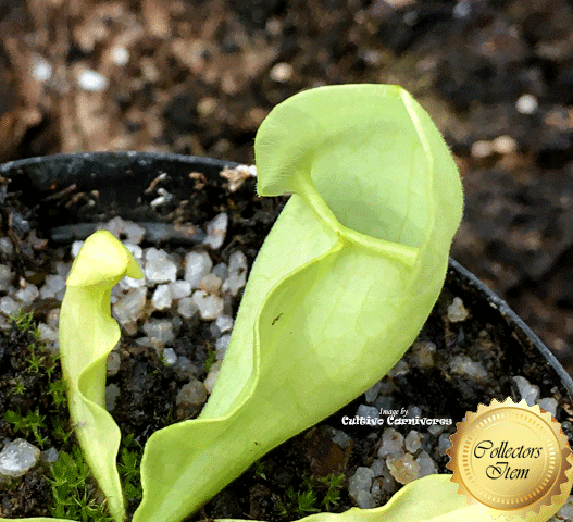 PURPLE PITCHER PLANT: Sarracenia Purpurea subsp. venosa f. pallidiflora for sale | Buy carnivorous plants and seeds online @ South Africa's leading online plant nursery, Cultivo Carnivores