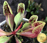 Sarracenia Purpurea ssp venosa var montana loc Oakey Mountains, Rabun Co, Georgia for sale @ Cultivo Carnivores, South Africa