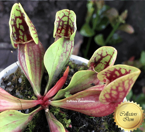 Sarracenia Purpurea ssp venosa var montana loc Oakey Mountains, Rabun Co, Georgia for sale @ Cultivo Carnivores, South Africa