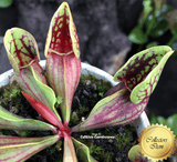 Buy PURPLE PITCHER PLANT online * Sarracenia Purpurea ssp venosa var montana loc Oakey Mountains, Rabun Co, Georgia