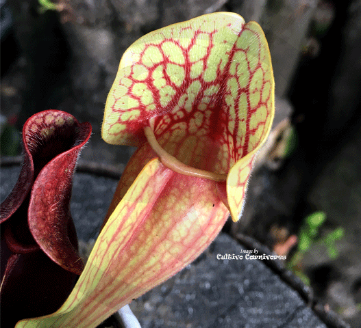 PURPLE PITCHER PLANT: Sarracenia Purpurea ssp. venosa loc Old Dock, Columbus Co for sale | Buy carnivorous plants and seeds online @ South Africa's leading online plant nursery, Cultivo Carnivores