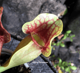 PURPLE PITCHER PLANT:  Sarracenia Purpurea ssp venosa var burkii (Seed grown) for sale | Buy carnivorous plants and seeds online @ South Africa's leading online plant nursery, Cultivo Carnivores