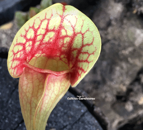 PURPLE PITCHER PLANT:  Sarracenia Purpurea ssp venosa var burkii (Seed grown) for sale | Buy carnivorous plants and seeds online @ South Africa's leading online plant nursery, Cultivo Carnivores