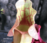 PURPLE PITCHER PLANT: Sarracenia Purpurea ssp venosa var burkii location walton co florida, Sarracenia Rosea for sale | Buy carnivorous plants and seeds online @ South Africa's leading online plant nursery, Cultivo Carnivores