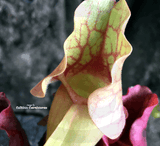 PURPLE PITCHER PLANT: Sarracenia Purpurea ssp venosa var burkii location walton co florida, Sarracenia Rosea for sale | Buy carnivorous plants and seeds online @ South Africa's leading online plant nursery, Cultivo Carnivores
