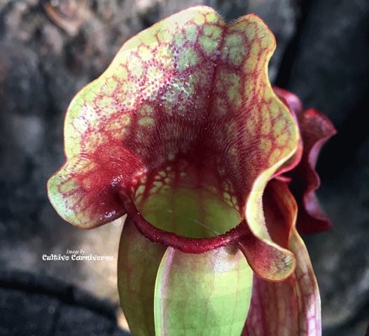 PURPLE PITCHER PLANT:  Sarracenia Purpurea ssp venosa loc green swamp (Seed grown) for sale | Buy carnivorous plants and seeds online @ South Africa's leading online plant nursery, Cultivo Carnivores
