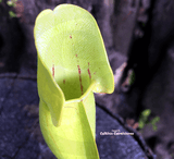 PURPLE PITCHER PLANT:  Sarracenia Purpurea ssp. purpurea loc Moss Lake, Ontario for sale | Buy carnivorous plants and seeds online @ South Africa's leading online plant nursery, Cultivo Carnivores