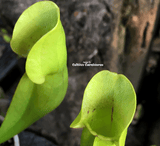 PURPLE PITCHER PLANT:  Sarracenia Purpurea ssp. purpurea loc Moss Lake, Ontario for sale | Buy carnivorous plants and seeds online @ South Africa's leading online plant nursery, Cultivo Carnivores