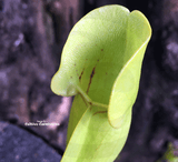 PURPLE PITCHER PLANT:  Sarracenia Purpurea ssp. purpurea loc Moss Lake, Ontario for sale | Buy carnivorous plants and seeds online @ South Africa's leading online plant nursery, Cultivo Carnivores