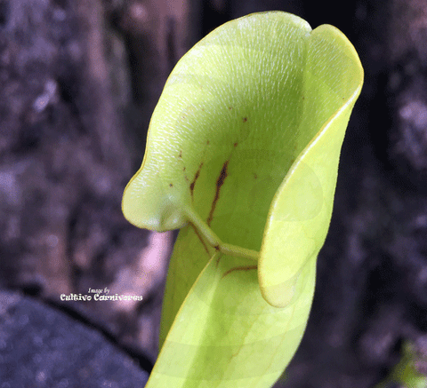 PURPLE PITCHER PLANT:  Sarracenia Purpurea ssp. purpurea loc Moss Lake, Ontario for sale | Buy carnivorous plants and seeds online @ South Africa's leading online plant nursery, Cultivo Carnivores