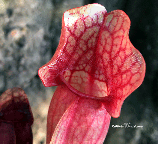 PURPLE PITCHER PLANT:  Sarracenia Purpurea ssp venosa "All Red" loc North of supply (Seed grown) for sale | Buy carnivorous plants and seeds online @ South Africa's leading online plant nursery, Cultivo Carnivores