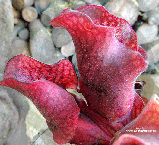 PURPLE PITCHER PLANT:  Sarracenia Purpurea ssp. venosa cv Sylwia for sale | Buy carnivorous plants and seeds online @ South Africa's leading online plant nursery, Cultivo Carnivores