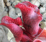 PURPLE PITCHER PLANT:  Sarracenia Purpurea ssp. venosa cv Sylwia for sale | Buy carnivorous plants and seeds online @ South Africa's leading online plant nursery, Cultivo Carnivores