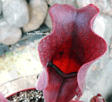 PURPLE PITCHER PLANT:  Sarracenia Purpurea ssp. venosa cv Sylwia for sale | Buy carnivorous plants and seeds online @ South Africa's leading online plant nursery, Cultivo Carnivores