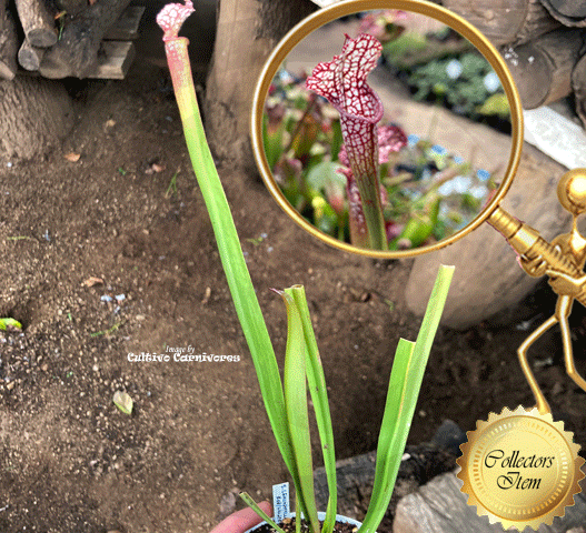 TRUMPET PITCHER 🌟 Sarracenia Leucophyllla Red/White * Seed Grown ☀️ Exact plant pictured