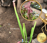 COLLECTORS ITEM:  Sarracenia LEUCOPHYLLA RED / WHITE * SG > Exact plant pictured
