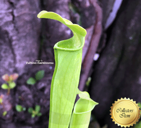 TRUMPET PITCHER: Sarracenia Rubra ssp gulfensis f. heterophylla loc Yellow River FL for sale | Buy carnivorous plants and seeds online @ South Africa's leading online plant nursery, Cultivo Carnivores