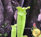TRUMPET PITCHER: Sarracenia Rubra ssp gulfensis f. heterophylla loc Yellow River FL for sale | Buy carnivorous plants and seeds online @ South Africa's leading online plant nursery, Cultivo Carnivores