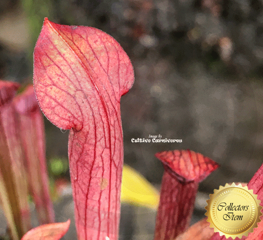 TRUMPET PITCHER:  Sarracenia Rubra ssp gulfensis f. fat pitchers for sale | Buy carnivorous plants and seeds online @ South Africa's leading online plant nursery, Cultivo Carnivores