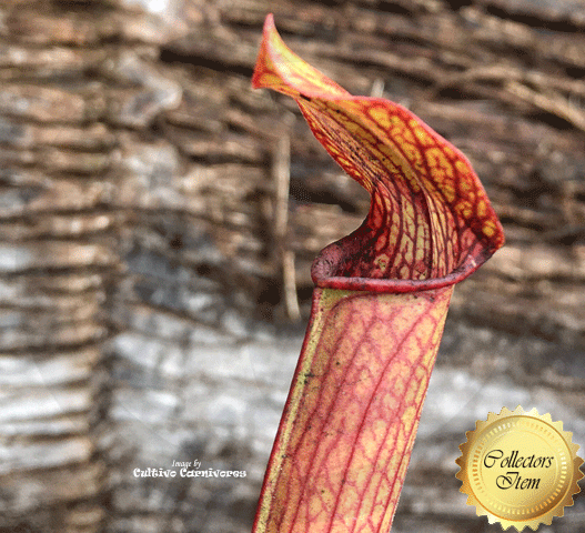 TRUMPET PITCHER:  Sarracenia Rubra ssp gulfensis f. fat pitchers for sale | Buy carnivorous plants and seeds online @ South Africa's leading online plant nursery, Cultivo Carnivores