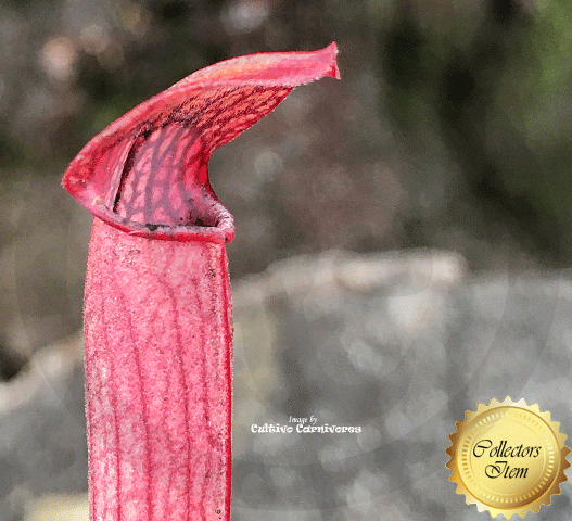 TRUMPET PITCHER:  Sarracenia Rubra ssp gulfensis f. fat pitchers for sale | Buy carnivorous plants and seeds online @ South Africa's leading online plant nursery, Cultivo Carnivores