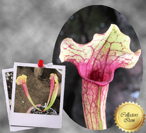 TRUMPET PITCHER: Sarracenia Smoorii (Special Hybrid) for sale | Buy carnivorous plants and seeds online @ South Africa's leading online plant nursery, Cultivo Carnivores