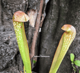 TRUMPET PITCHER: Sarracenia Voldemort (S. Minor x Psittacina) for sale | Buy carnivorous plants and seeds online @ South Africa's leading online plant nursery, Cultivo Carnivores