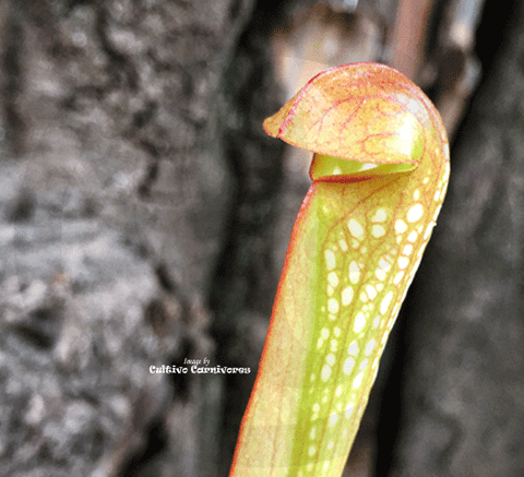 TRUMPET PITCHER: Sarracenia Voldemort (S. Minor x Psittacina) for sale | Buy carnivorous plants and seeds online @ South Africa's leading online plant nursery, Cultivo Carnivores