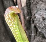 TRUMPET PITCHER: Sarracenia Voldemort (S. Minor x Psittacina) for sale | Buy carnivorous plants and seeds online @ South Africa's leading online plant nursery, Cultivo Carnivores