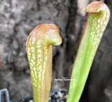 TRUMPET PITCHER: Sarracenia Voldemort (S. Minor x Psittacina) for sale | Buy carnivorous plants and seeds online @ South Africa's leading online plant nursery, Cultivo Carnivores