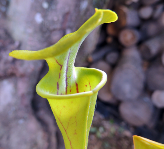 TRUMPET PITCHER:  Sarracenia Flava (Clone MX08) for sale | Buy carnivorous plants and seeds online @ South Africa's leading online plant nursery, Cultivo Carnivores