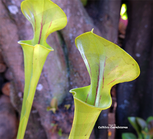 TRUMPET PITCHER:  Sarracenia Flava (Clone MX08) for sale | Buy carnivorous plants and seeds online @ South Africa's leading online plant nursery, Cultivo Carnivores