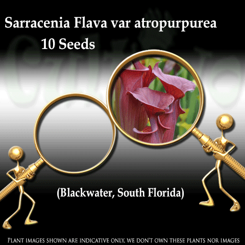 Seeds - Sarracenia Flava var atropurpurea loc Blackwater, SF for sale | Buy carnivorous plants and seeds online @ South Africa's leading online plant nursery, Cultivo Carnivores