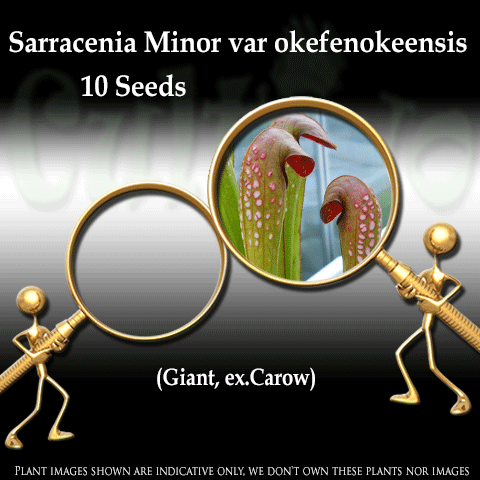 Seeds - Sarracenia Minor var okefenokeensis, Giant, ex.Carow for sale | Buy carnivorous plants and seeds online @ South Africa's leading online plant nursery, Cultivo Carnivores