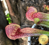 PARROT PITCHER: Sarracenia Psittacina giant ex Lee's Botanical garden (Seed grown) for sale | Buy carnivorous plants and seeds online @ South Africa's leading online plant nursery, Cultivo Carnivores
