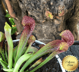 PARROT PITCHER: Sarracenia Psittacina giant ex Lee's Botanical garden (Seed grown) for sale | Buy carnivorous plants and seeds online @ South Africa's leading online plant nursery, Cultivo Carnivores