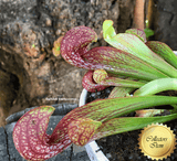 PARROT PITCHER: Sarracenia Psittacina giant ex Lee's Botanical garden (Seed grown) for sale | Buy carnivorous plants and seeds online @ South Africa's leading online plant nursery, Cultivo Carnivores