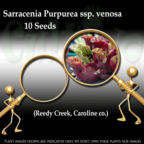 Seeds - Sarracenia Purpurea Venosa (Reedy Creek, Caroline Co.) for sale | Buy carnivorous plants and seeds online @ South Africa's leading online plant nursery, Cultivo Carnivores